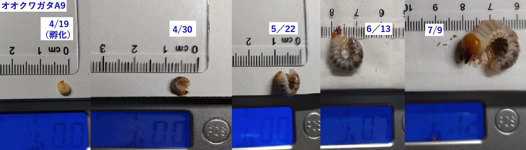 オオクワガタ野外確保-2世代目の幼虫 醗酵マット in プリンカップ A-9_2023年4月9日